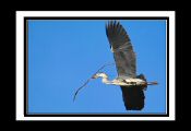 heron_ (18).jpg